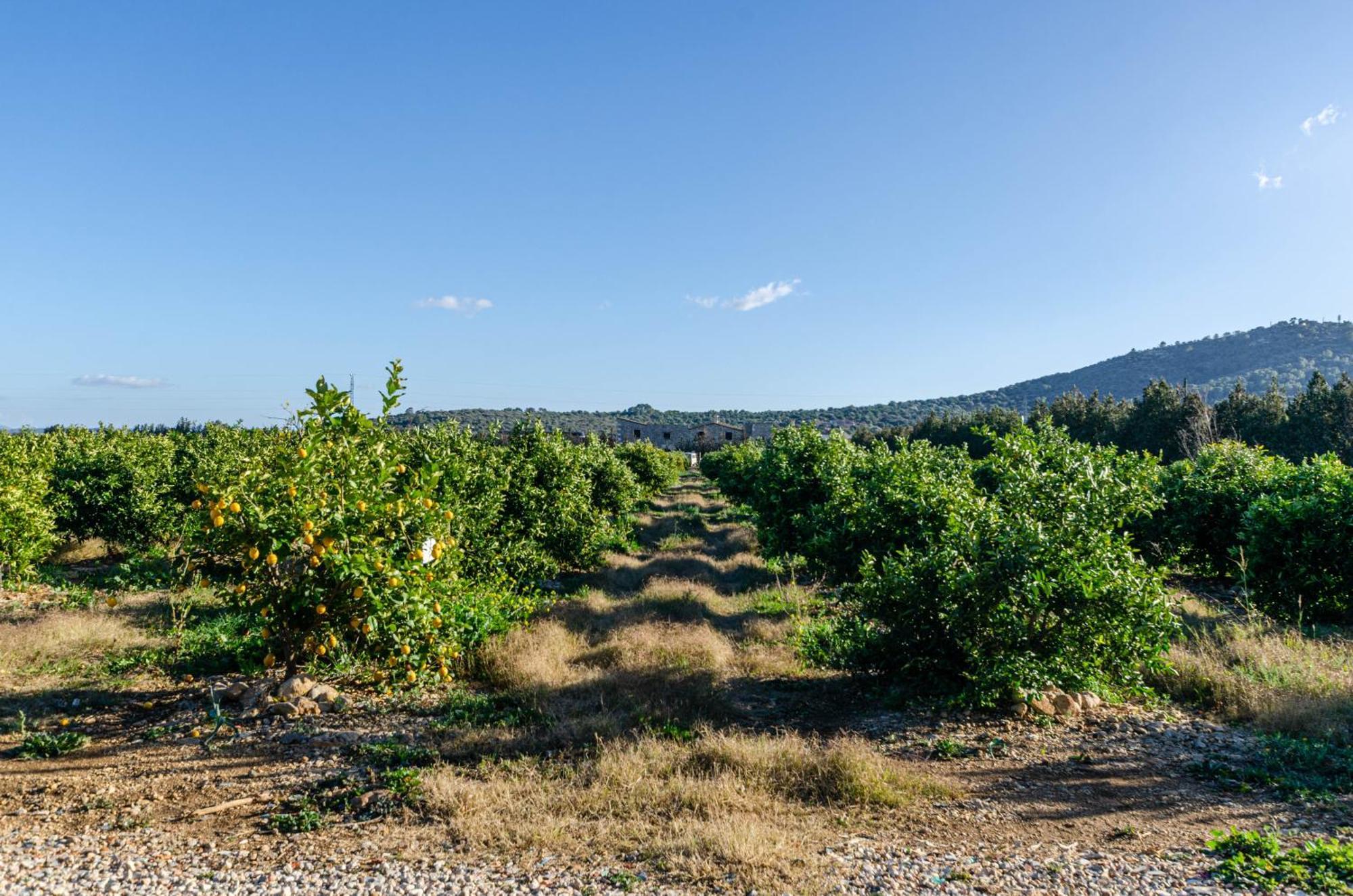 El Limonar De Mallorca - Agroturismo Ballerics Bagian luar foto