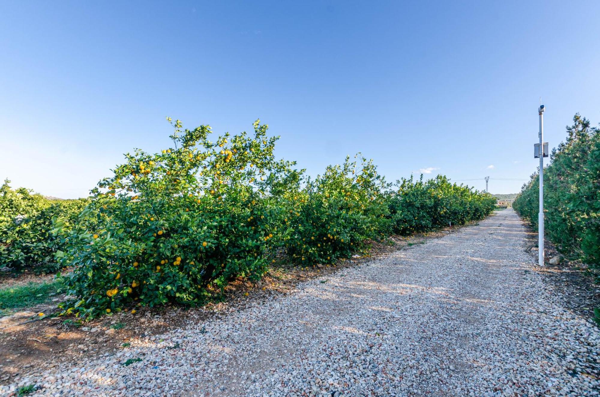 El Limonar De Mallorca - Agroturismo Ballerics Bagian luar foto