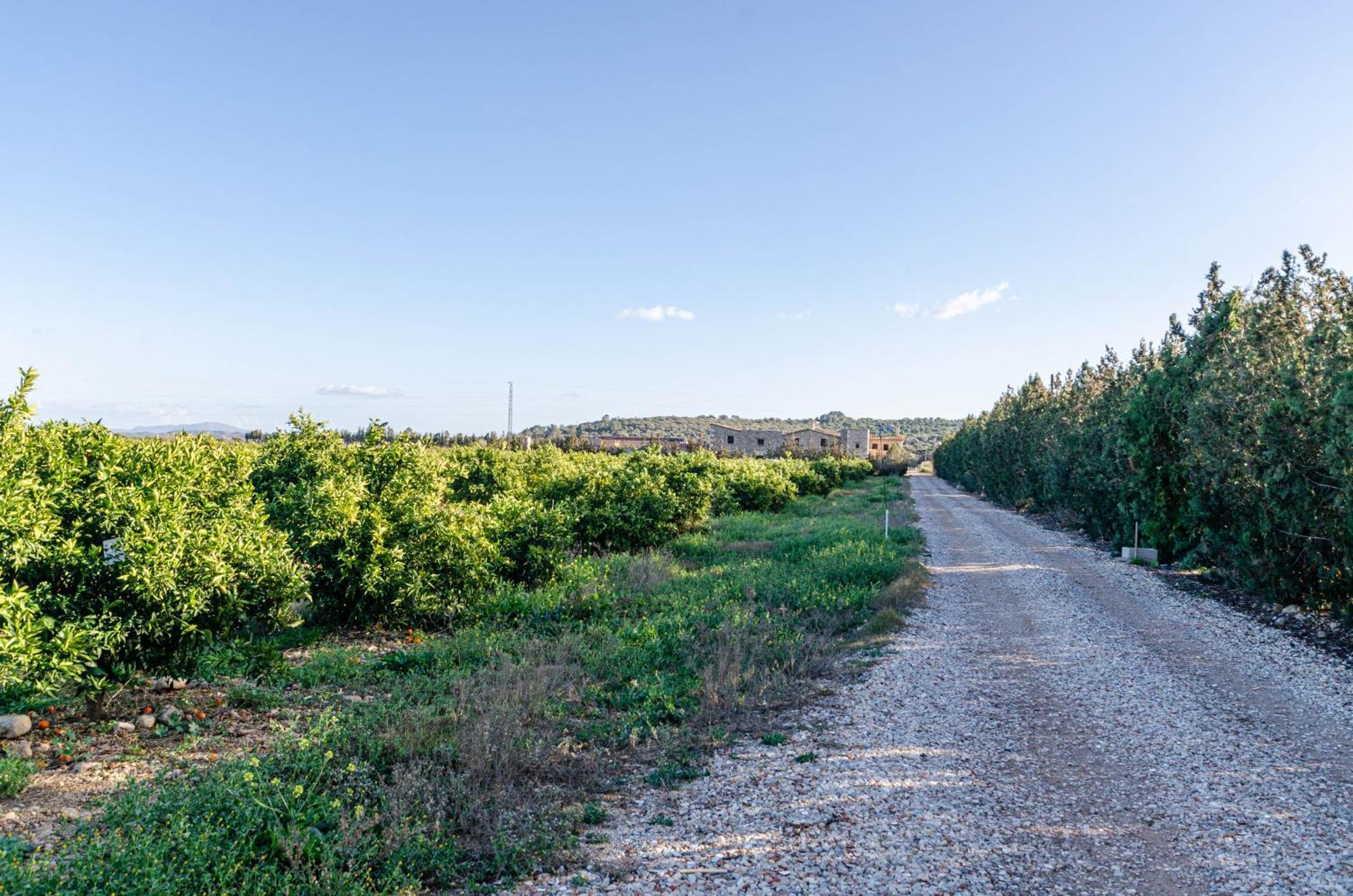 El Limonar De Mallorca - Agroturismo Ballerics Bagian luar foto
